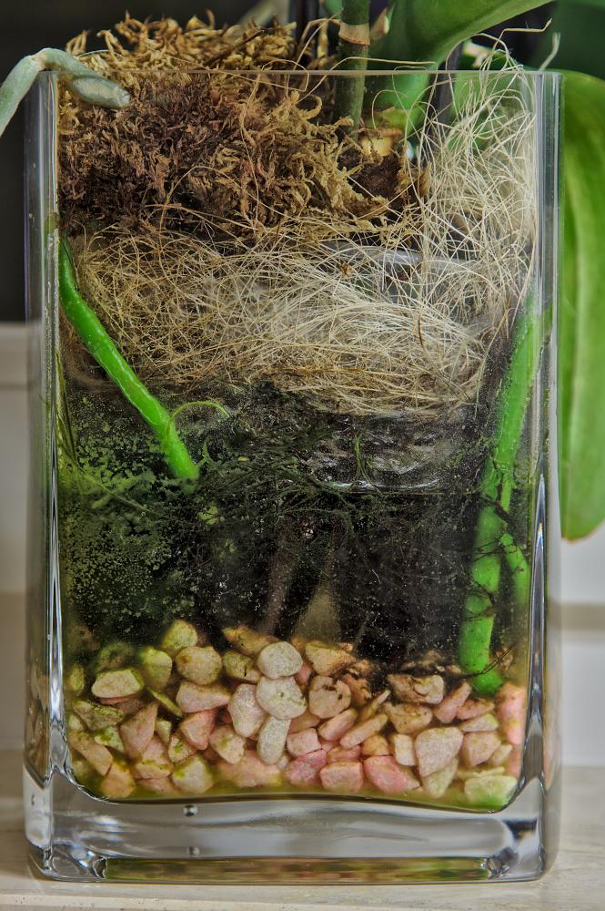 Orchid Roots